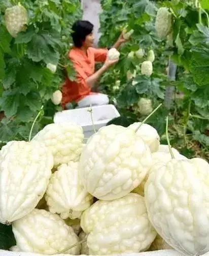 种植致富业_致富种植绿植_致富种植绿植图片