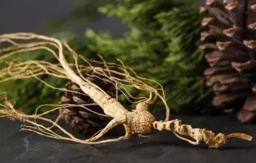 种植致富业_致富种植绿植_致富种植绿植图片