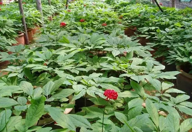 致富种植绿植_致富种植绿植图片_种植致富业