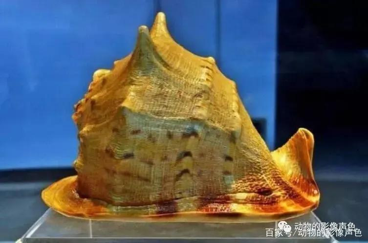 海螺怎么养殖场_海螺养殖致富_海螺可以养殖
