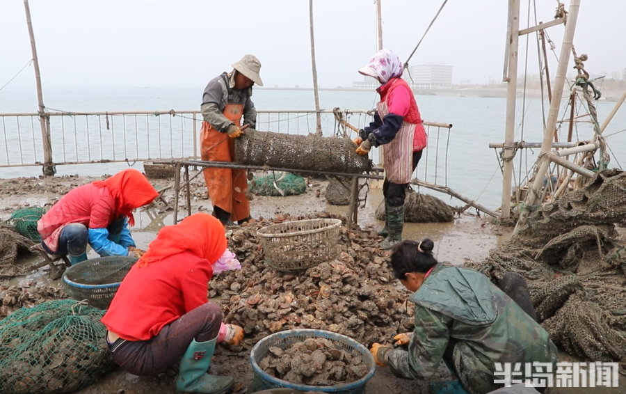 海螺养殖致富_致富养殖海螺怎么样_养海螺挣钱吗