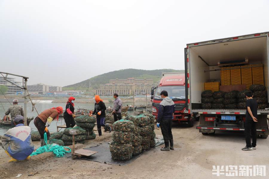 养海螺挣钱吗_海螺养殖致富_致富养殖海螺怎么样