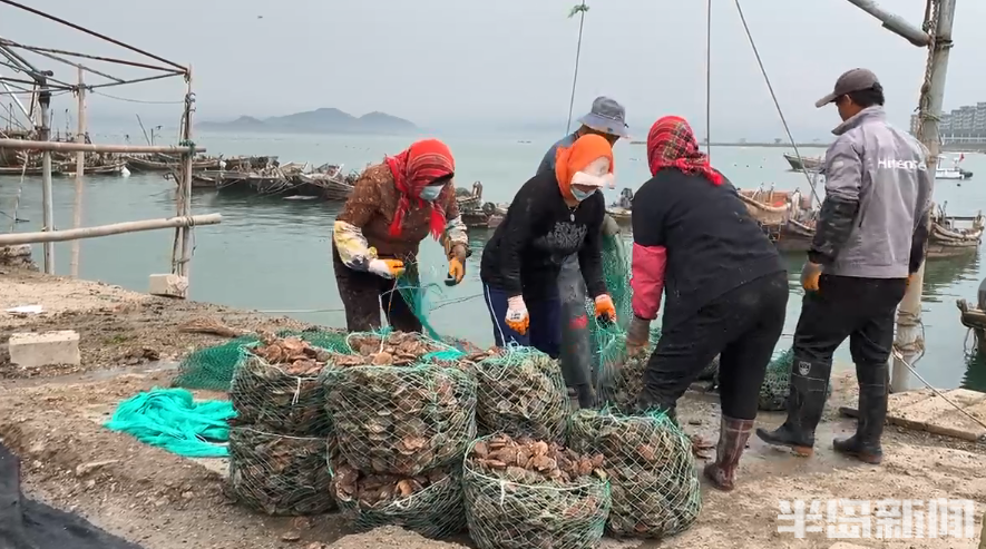致富养殖海螺怎么样_养海螺挣钱吗_海螺养殖致富