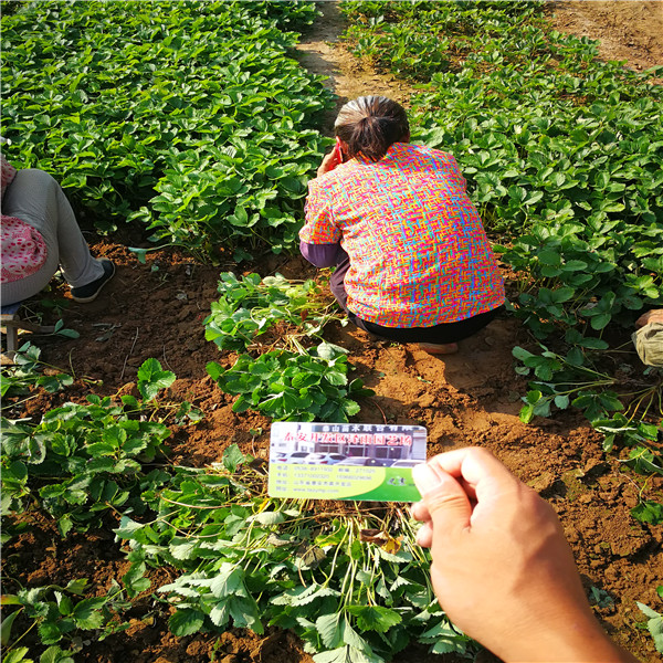 华艳草莓苗丰产种植、华艳草莓苗适应土壤种植