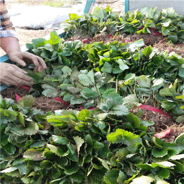 华艳草莓苗丰产种植、华艳草莓苗适应土壤种植