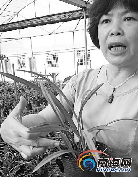 致富经湖南种植业_湖南致富经_湖南农村致富项目