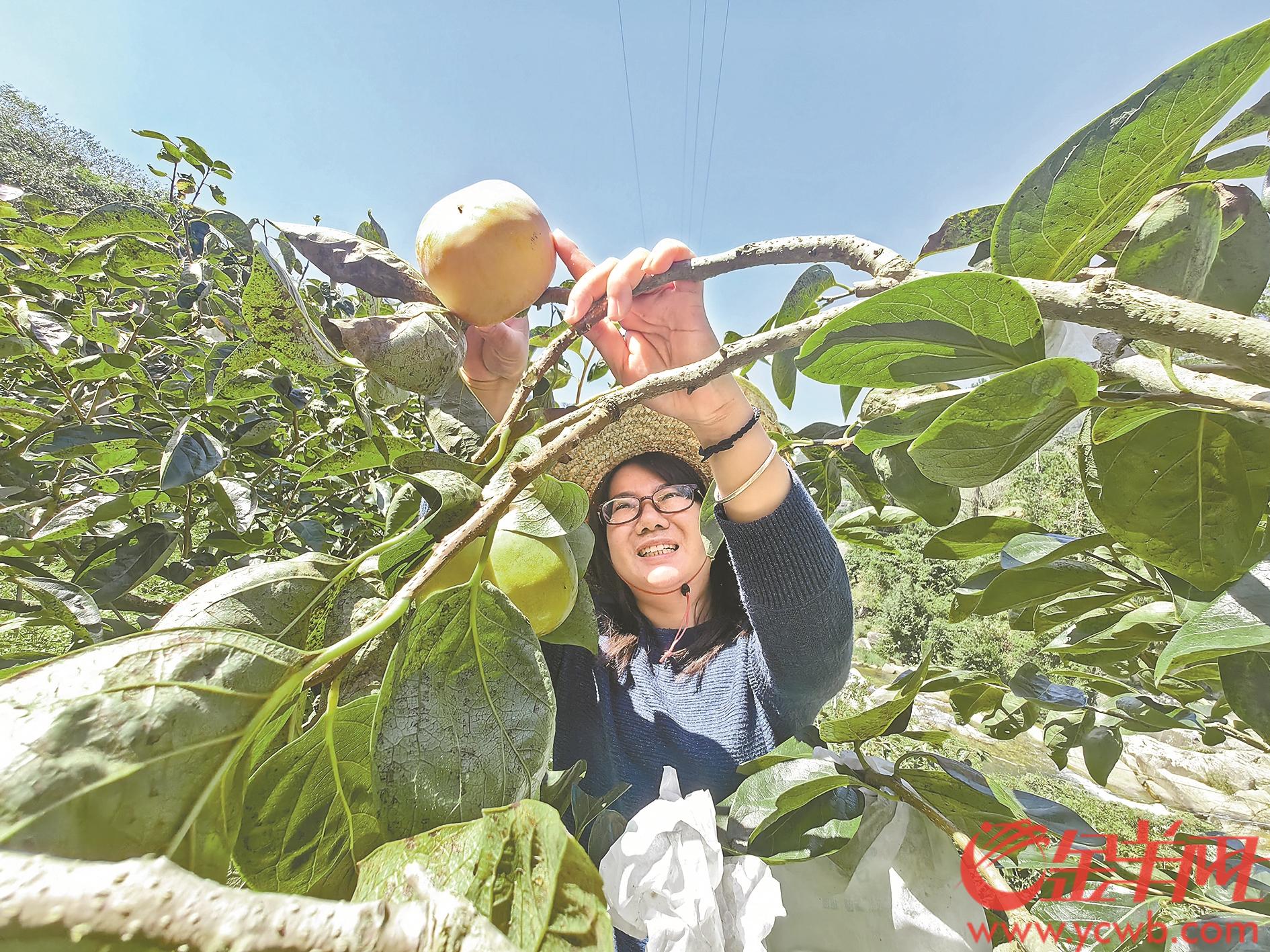 黄金种植骗局_致富种植果黄金多少一斤_黄金果种植致富