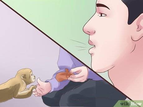 致富猴子养殖视频_猴子养殖前景_致富经猴子养殖
