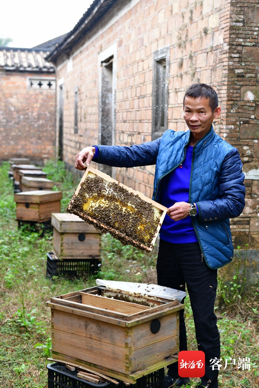 养蜂致富经视频_养蜂致富靠真经_致富经养蜂视频