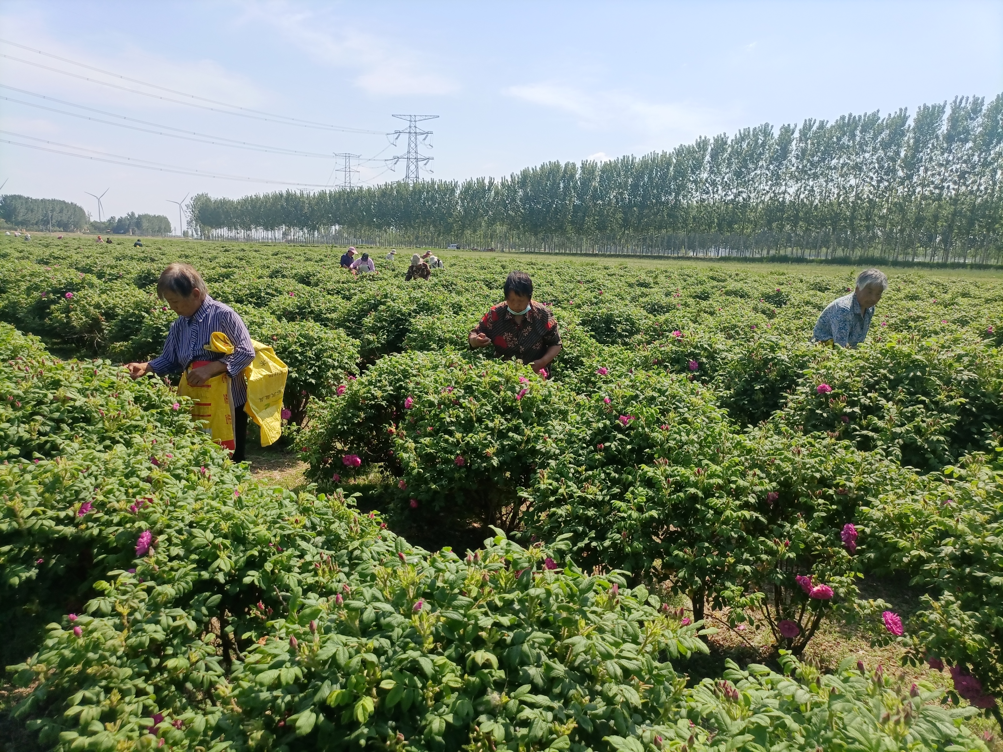 濮阳种植什么最赚钱农村_致富种植濮阳行业怎么样_濮阳种植致富行业