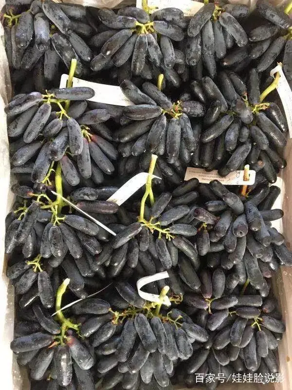 致富果树种植大量种子_大量种植致富果树_大面积种果树致富
