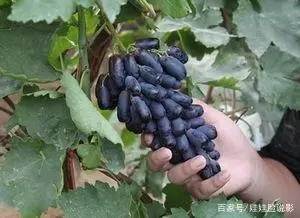 大面积种果树致富_致富果树种植大量种子_大量种植致富果树