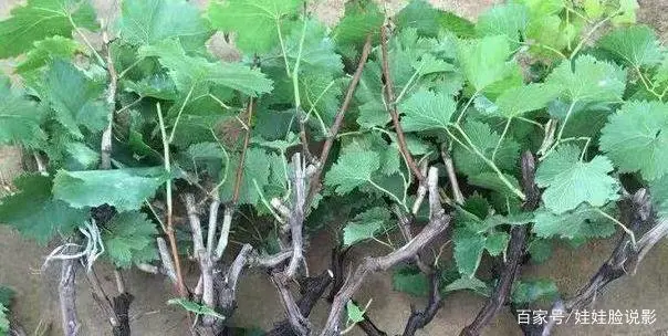 致富果树种植大量种子_大面积种果树致富_大量种植致富果树