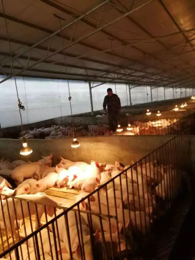 产业扶贫养殖致富_致富扶贫养殖产业有哪些_2019农村养殖扶贫项目
