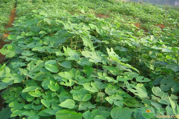 山羊养殖致富