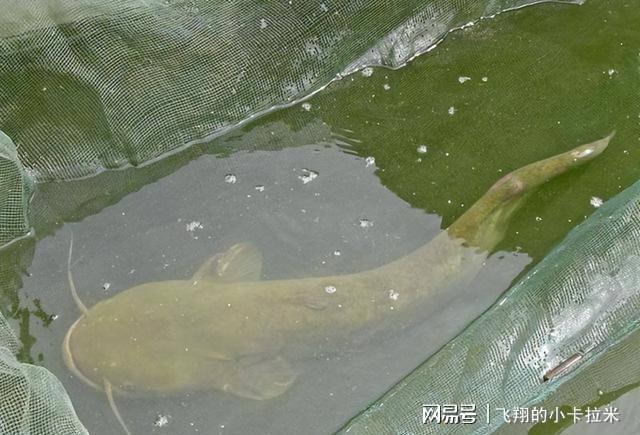 致富高手卖鱼是哪一集_致富经卖鱼高手_致富经养鱼