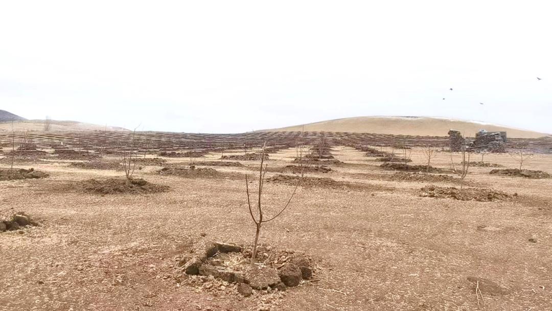 致富果树种植大量土壤_大量种植致富果树_大面积种果树致富