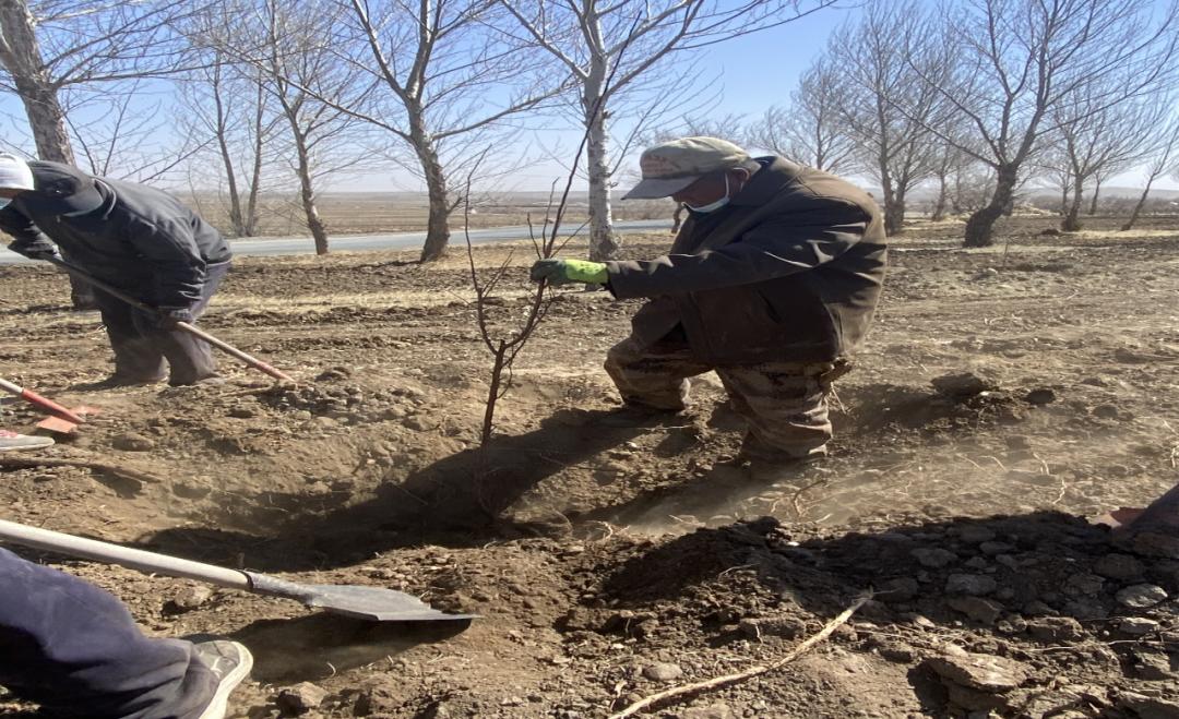 大量种植致富果树_致富果树种植大量土壤_大面积种果树致富