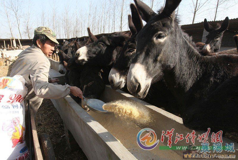 驴养殖方法技术有哪些_驴的养殖方法和技术_养驴的饲养方法