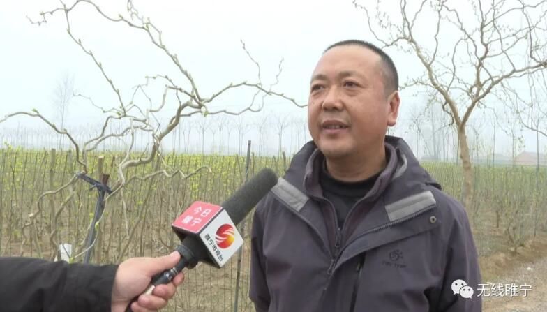 种植桑葚致富事迹_致富经桑椹果种植_种植桑葚的可行性计划书