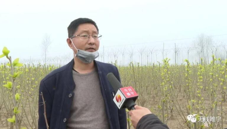 致富经桑椹果种植_种植桑葚致富事迹_种植桑葚的可行性计划书
