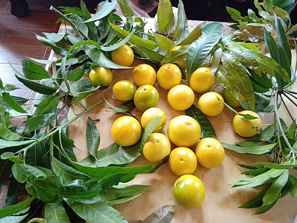 致富果树种植大量种子_致富果树种植大量果实_大量种植致富果树