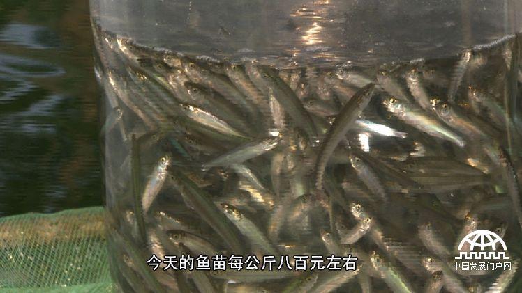 致富经 百万鱼苗_最新致富经养鱼_致富经养殖鱼视频