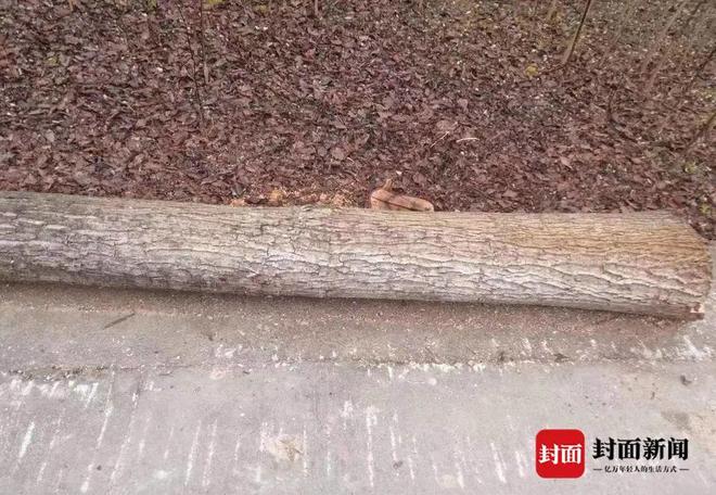 致富种植视频全集_种树致富全部视频_致富经男子种树视频