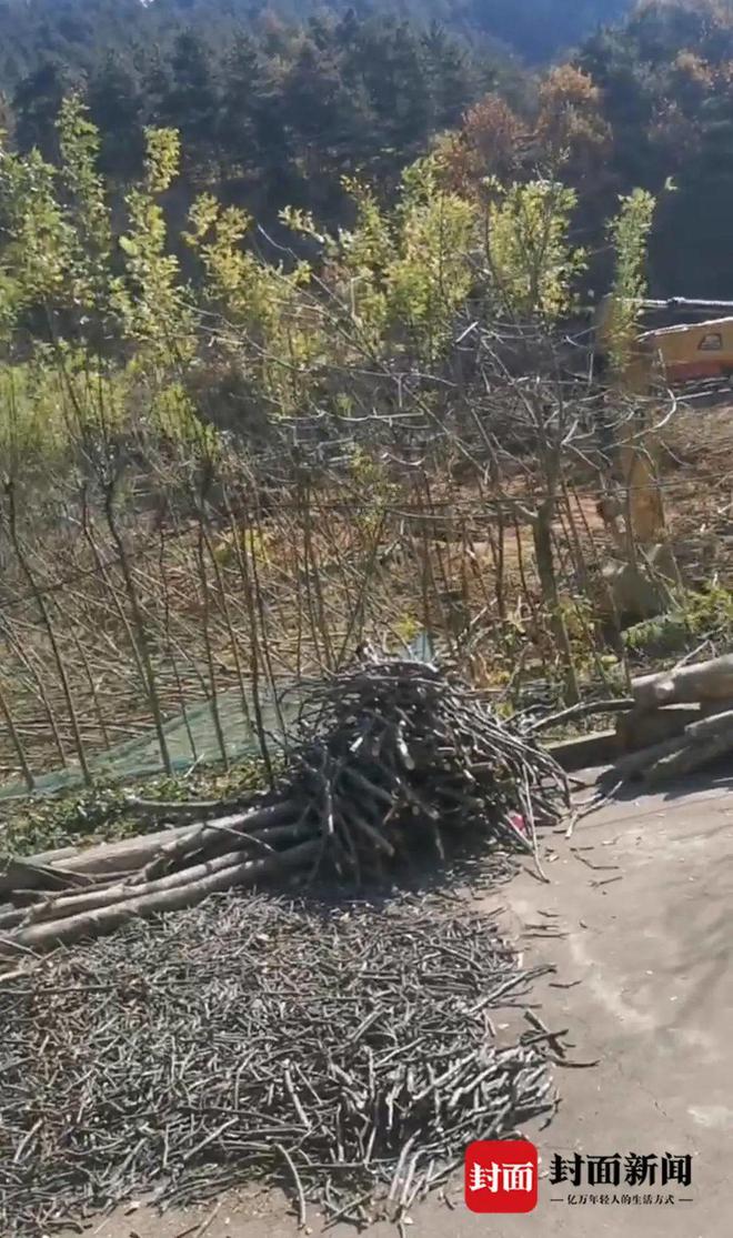 致富经男子种树视频_致富种植视频全集_种树致富全部视频