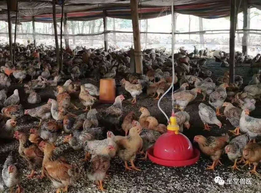 养殖土鸡技术与管理_养殖土鸡技术要求_土鸡养殖土鸡养殖技术
