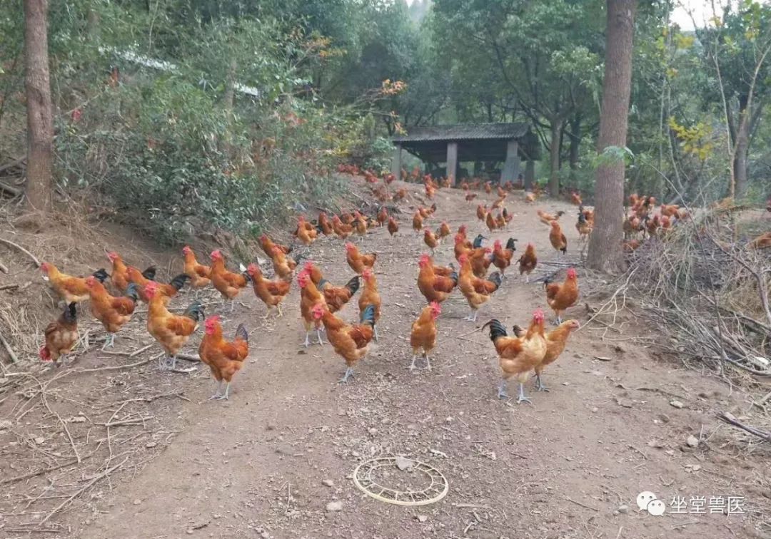 养殖土鸡技术要求_养殖土鸡技术与管理_土鸡养殖土鸡养殖技术