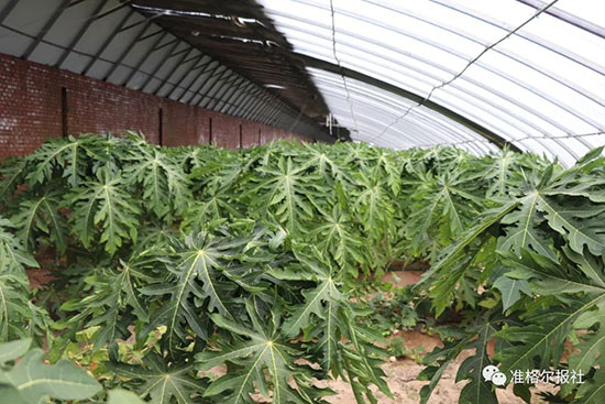 种水果的技术_寻求水果种植技术_水果种植技巧