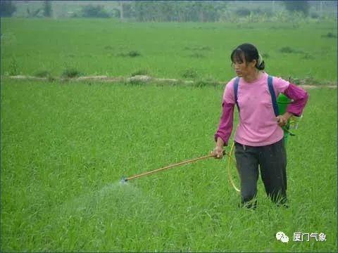 春甘蓝种植技术及管理_冬春甘蓝栽培技术_甘蓝冬种春收种植技术