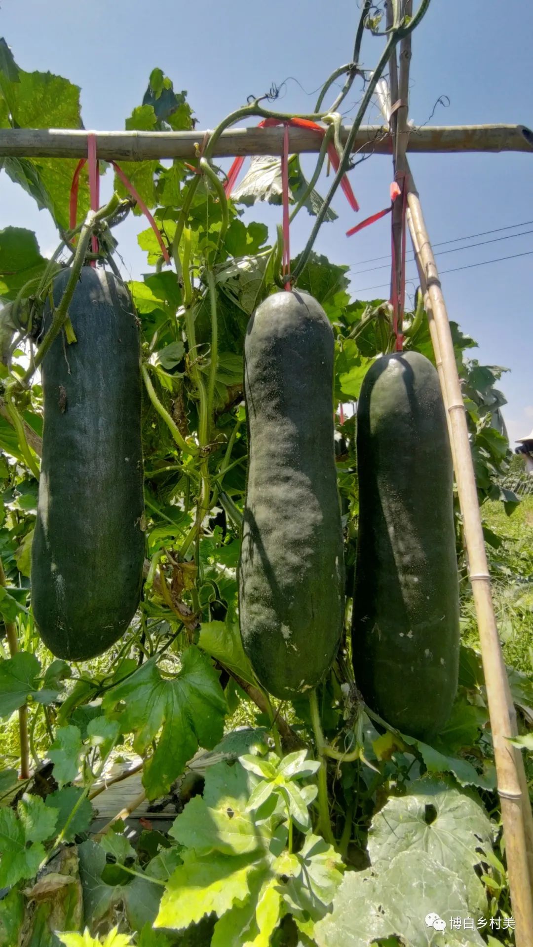 瓜类栽培技术_瓜种植时间和方法_致富瓜种植技术