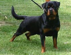 致富经养犬_致富经养犬视频全集_致富经养土狗