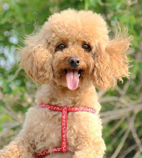 致富经养犬_致富经养犬视频全集_致富经养土狗