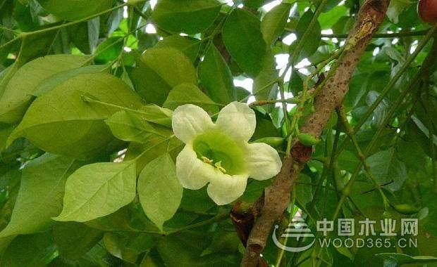 养殖图片大全大图_绿宝图片及养殖技术_养殖图案