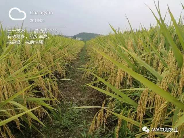 龙虾养殖福建技术小结_龙虾养殖_福建小龙虾养殖技术