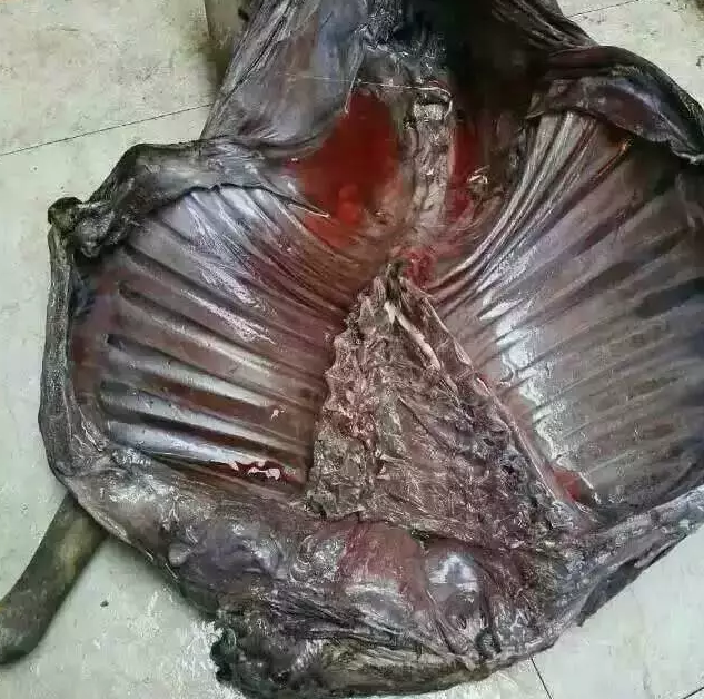 养殖绵羊视频_致富经养绵羊视频_致富经养羊的视频