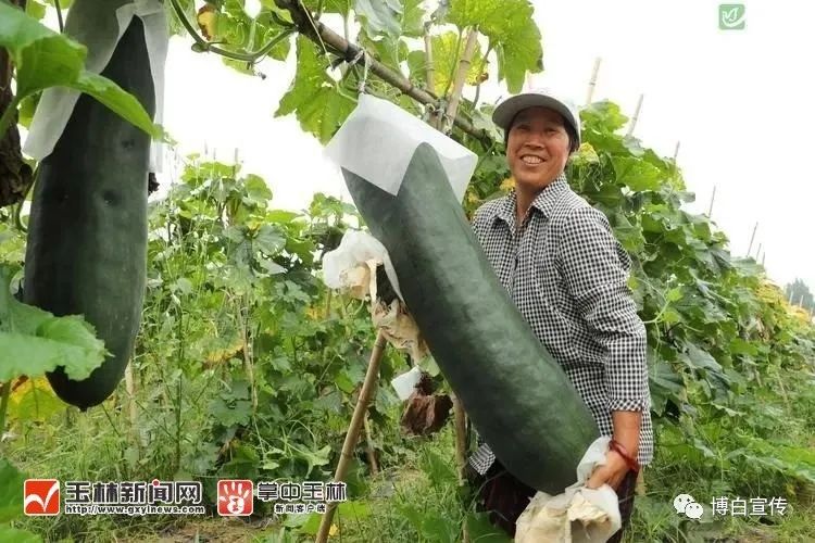 亩产1万公斤！博白种植“致富瓜”，产值高达200余万元