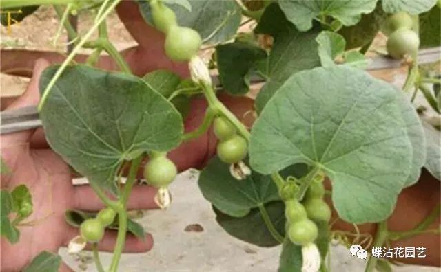 「小葫芦」的种植方法