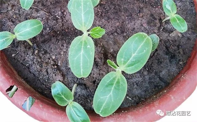 葫芦种植挣钱吗_致富葫芦种植方法_致富葫芦种植方法图片