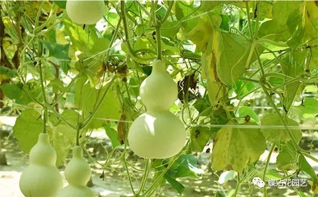 致富葫芦种植方法图片_致富葫芦种植方法_葫芦种植挣钱吗