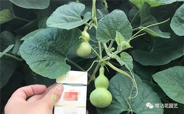 葫芦种植挣钱吗_致富葫芦种植方法图片_致富葫芦种植方法