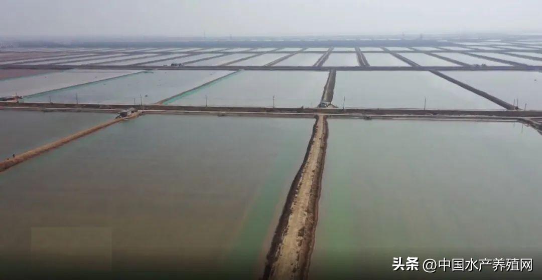 10万亩塘要变天！一年养两茬斑节虾人累钱少，很多人要转养白对虾