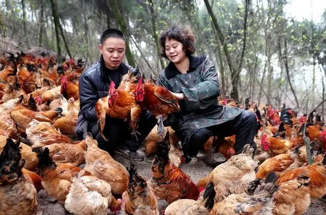 养殖致富经_想致富搞养殖_致富养殖业