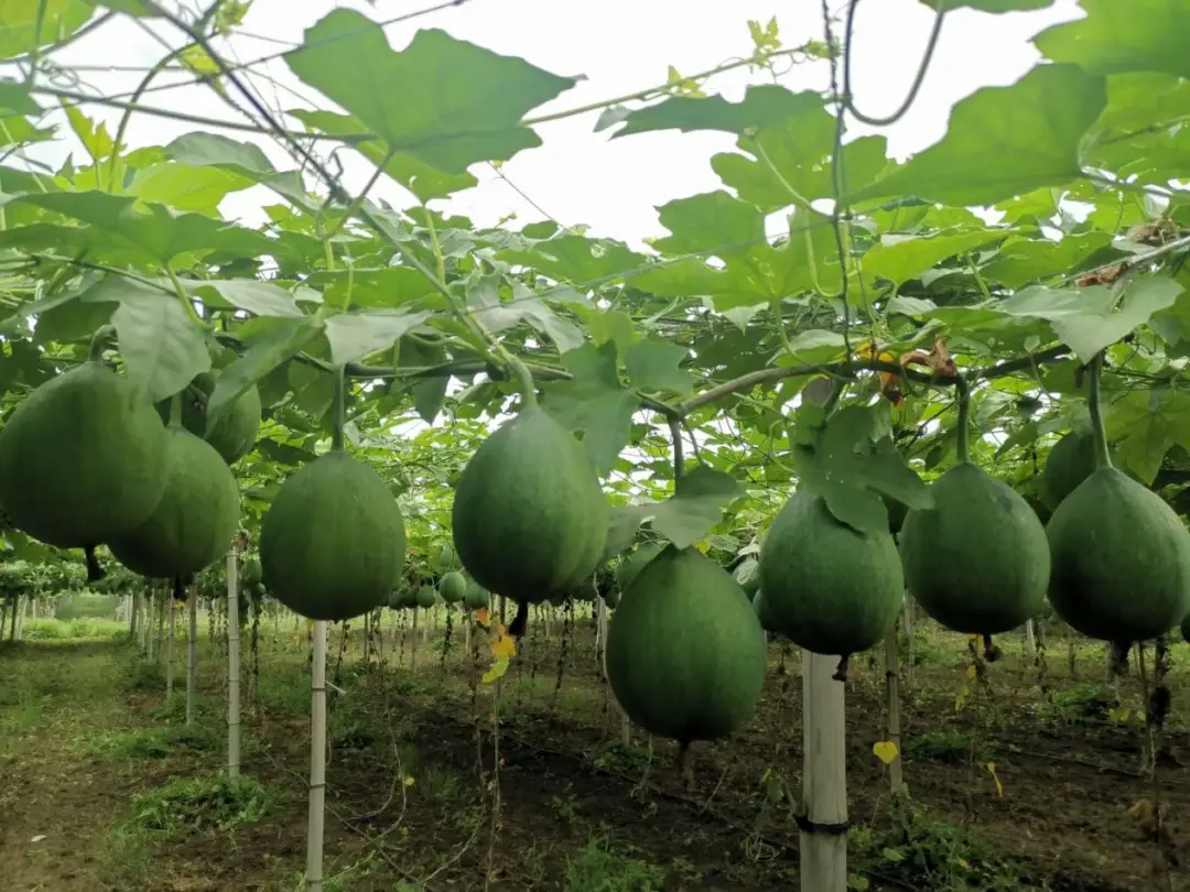 种植瓜蒌效益怎么样_保定瓜蒌种植致富_河北瓜蒌种植基地