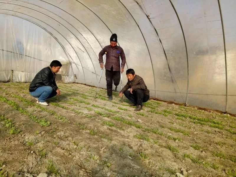 农民种地致富_农民种植致富方面_农民致富种植项目
