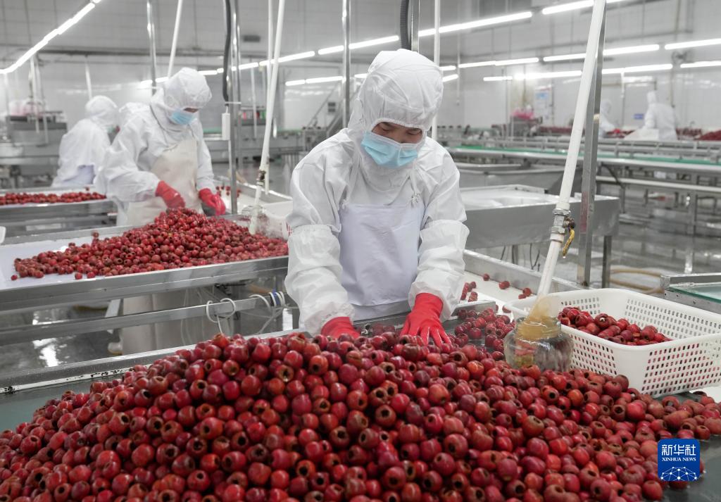 河北省种植什么效益最高_河北种植什么最赚钱_河北遵化种植致富