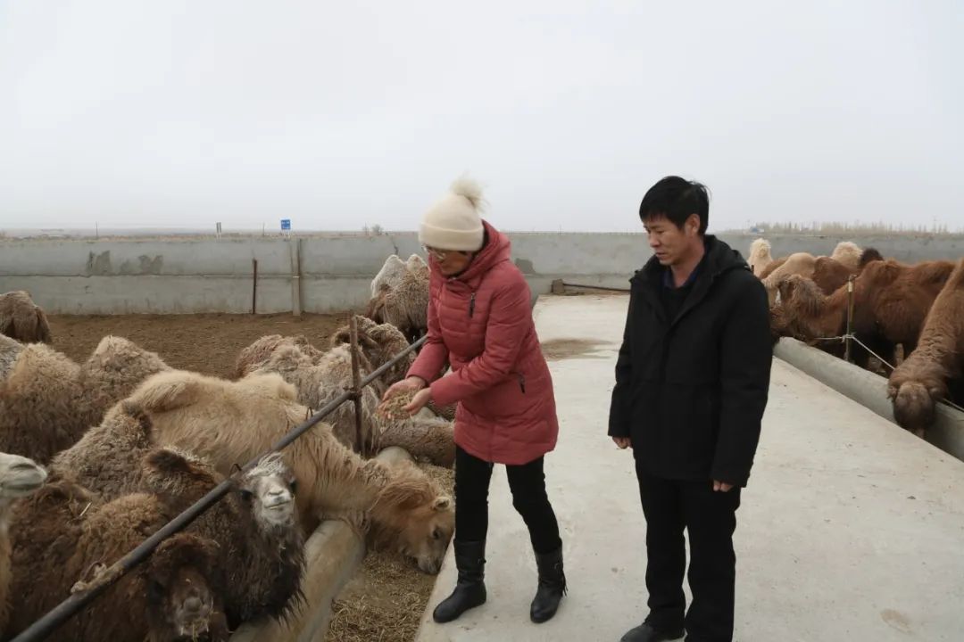 【强信心 起好步 开新局】哈密：骆驼养殖让2000余户农牧民走上增收致富路